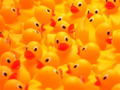 Rubber Duckies .